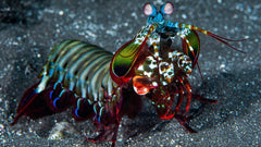 Mantis Shrimp - Medium
