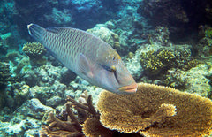Maori Snooty Wrasse - Medium