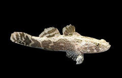 Marble Goby