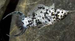 Marble Lyretail Molly