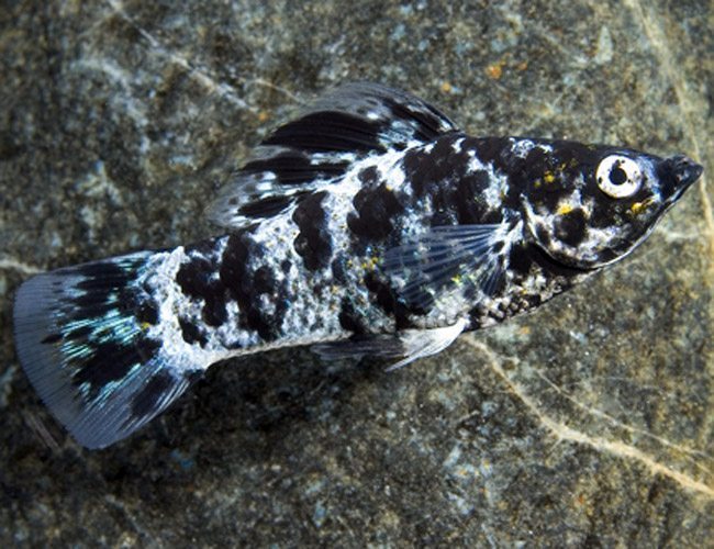 Marble Molly