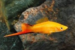 Marigold Twinbar Swordtail