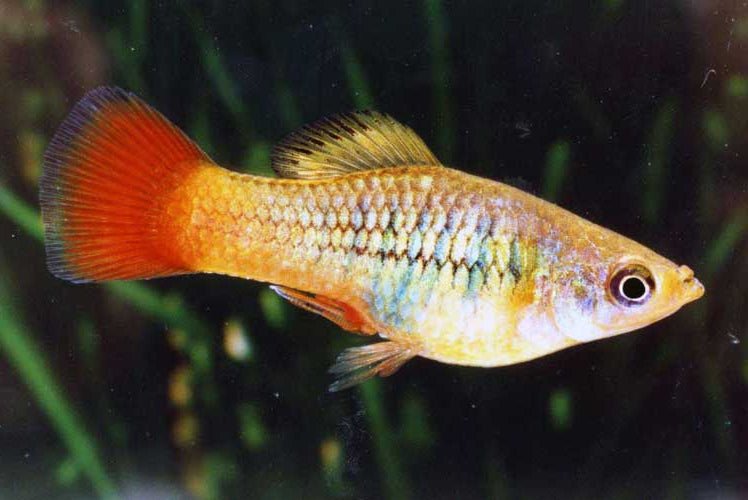 Marigold Variatus