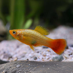 Marigold Variatus