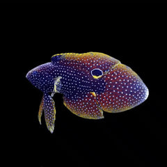 Marine Betta - Medium
