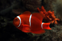Red & White Ryukin