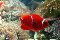 Red & White Ryukin