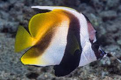 Masked Heniochus - Large