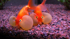 Red Bubble Eye