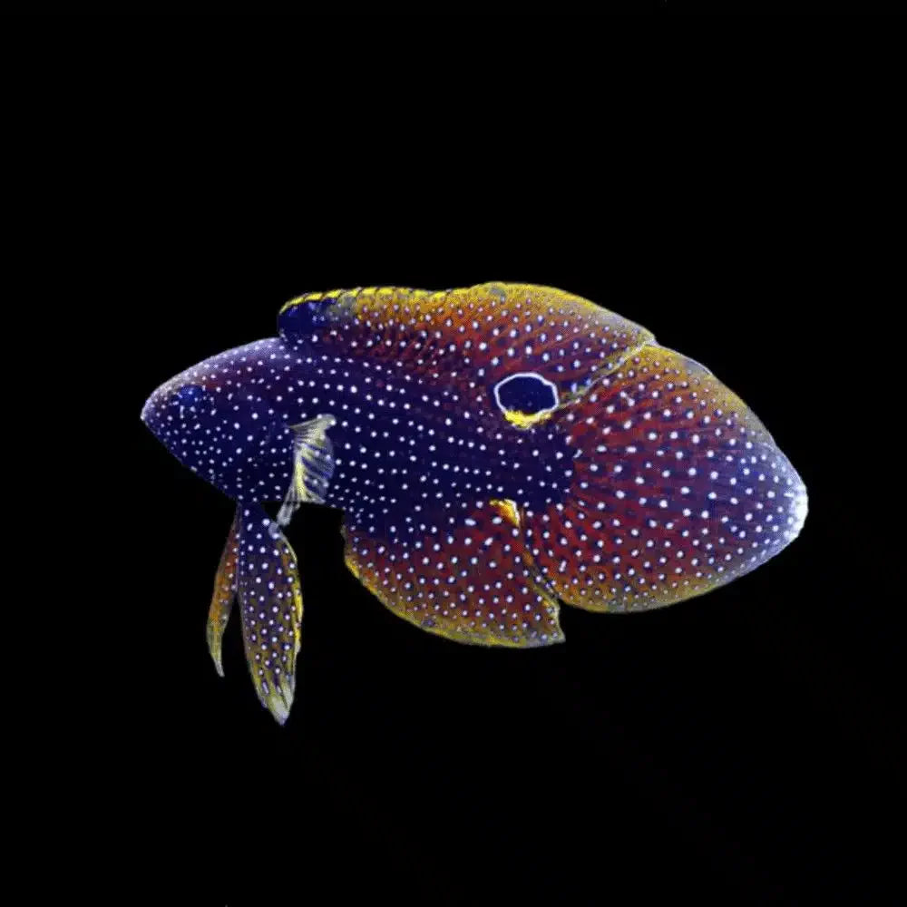 Marine Betta - Medium
