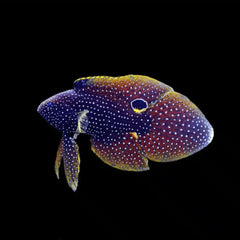 Marine Betta - Medium