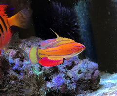 McCosker's Fairy Wrasse - Medium