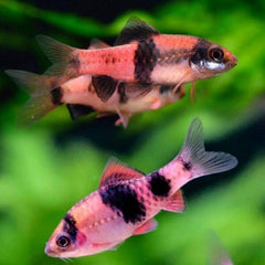 Melon Barb