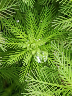 Mermaid Weed Plant Bunched