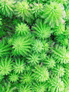 Mermaid Weed Plant Bunched