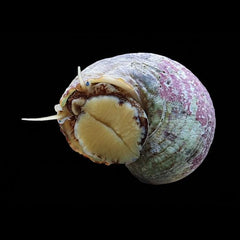 Mexican Turbo Snail - Medium