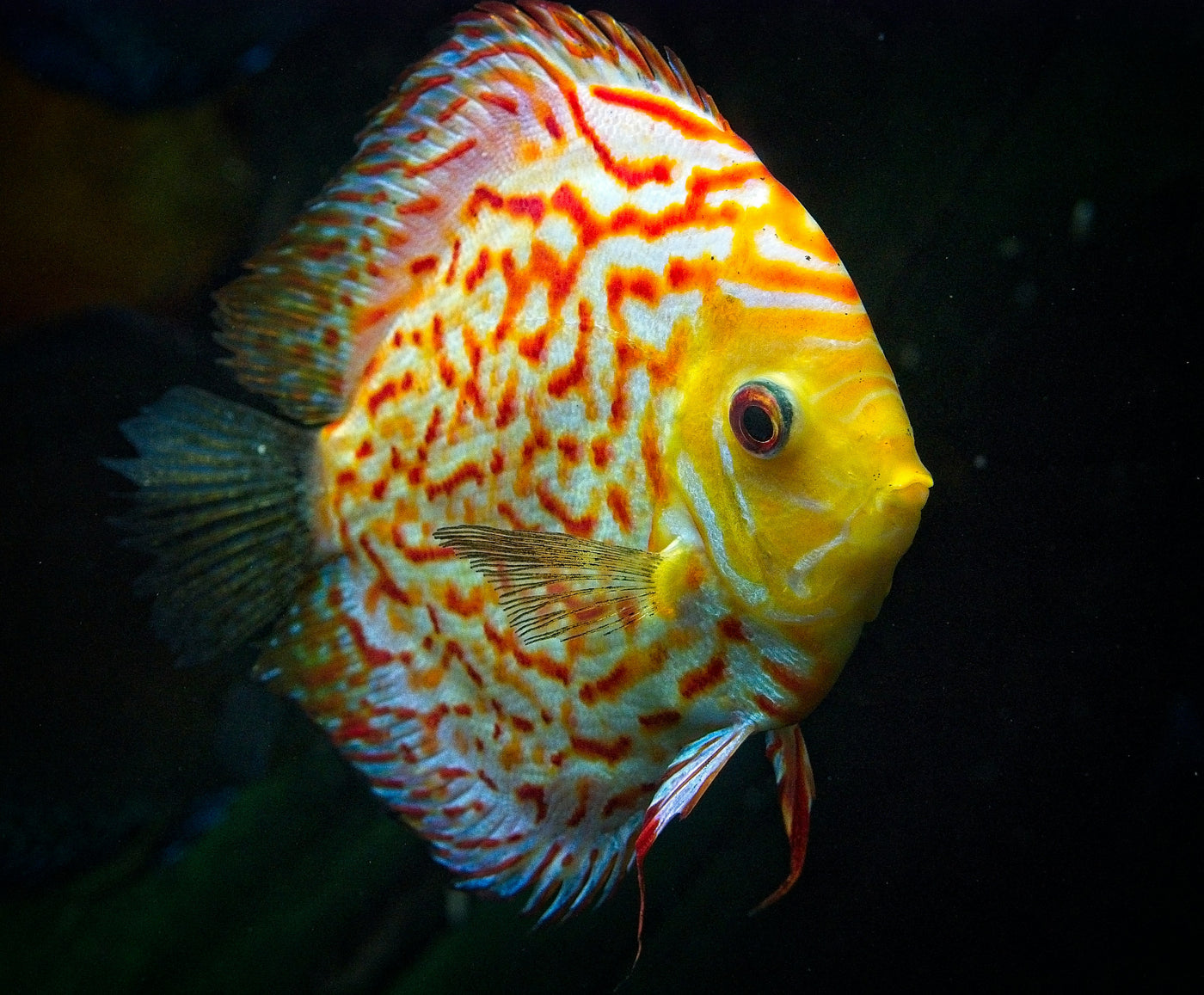 Super Red Turquoise Discus