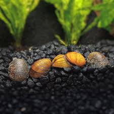 Military Helmet Snail