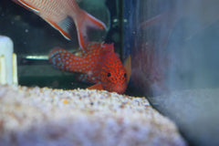 Miniatus Grouper - Medium
