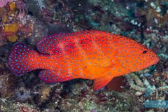 Miniatus Grouper - Medium