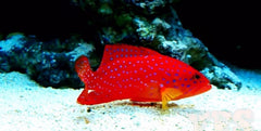 Miniatus Grouper - Medium