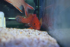 Miniatus Grouper - Medium