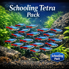 Mixed Schooling Fish Pack
