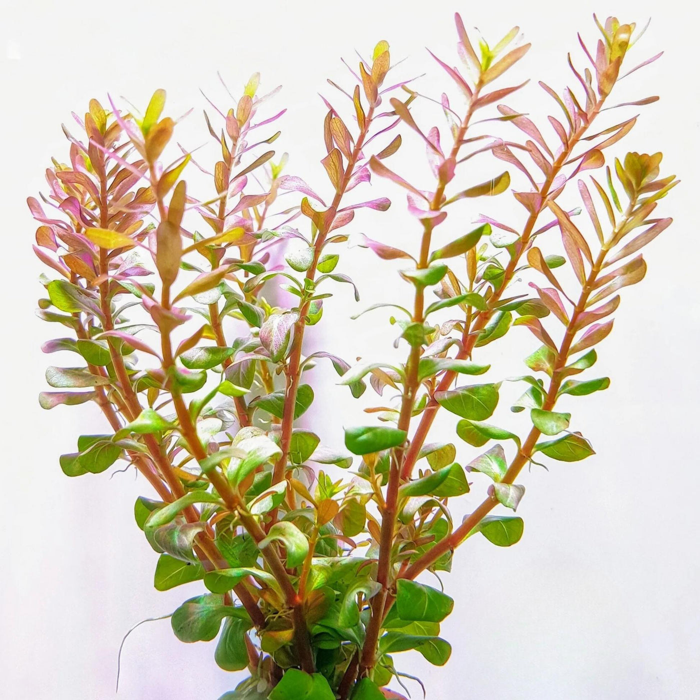 Rotala Macrandra Plant Bunched