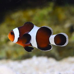 Mocha Ocellaris Clownfish Tank Raised - Medium