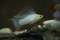 Molly Breeding Colony