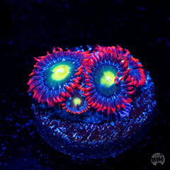 Monster Mash Zoanthid Polyp - Frag