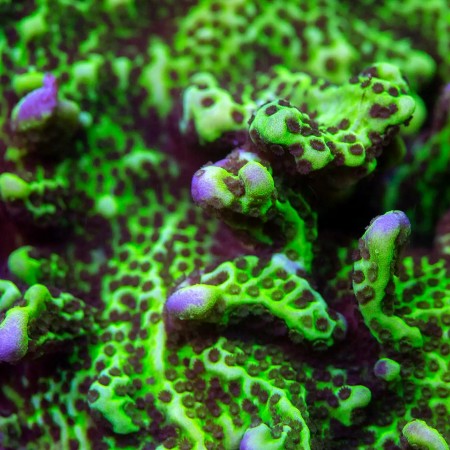 Neon Spongodes Montipora Coral - Frag