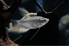Moonlight Gourami