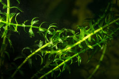 Anacharis Plant Bunched