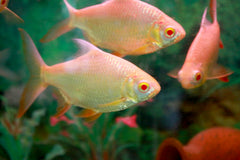Albino Tinfoil Barb