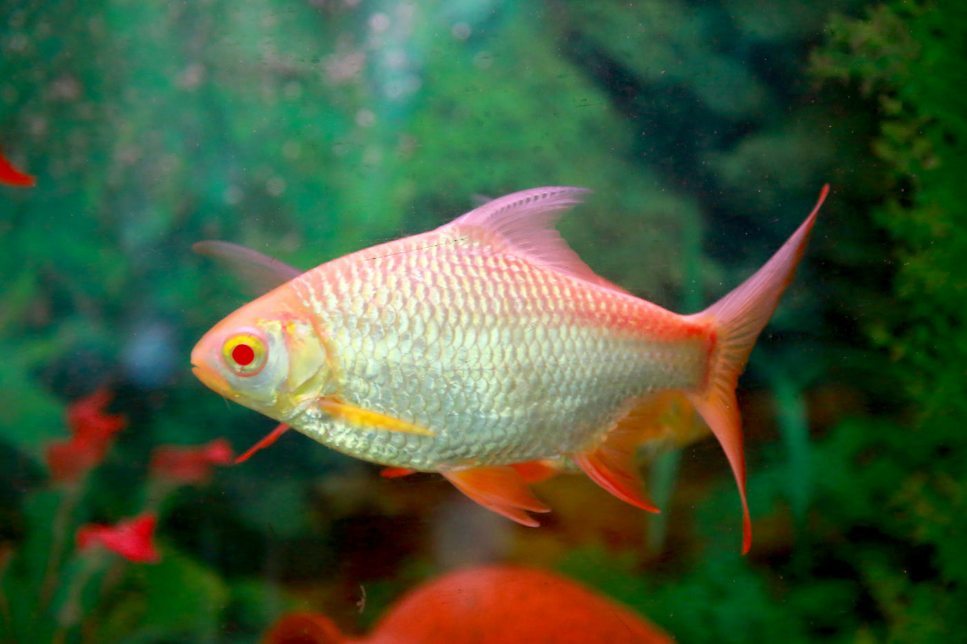 Tetra White Widow