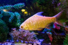 Longfin Rosy Barb