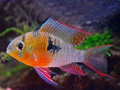 Bolivian Ram Cichlid