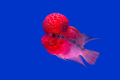 Hump Head Flowerhorn Cichlid