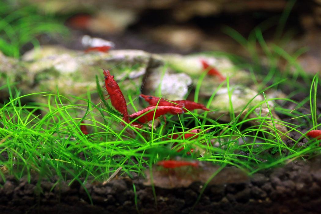 Dwarf Hairgrass Potted