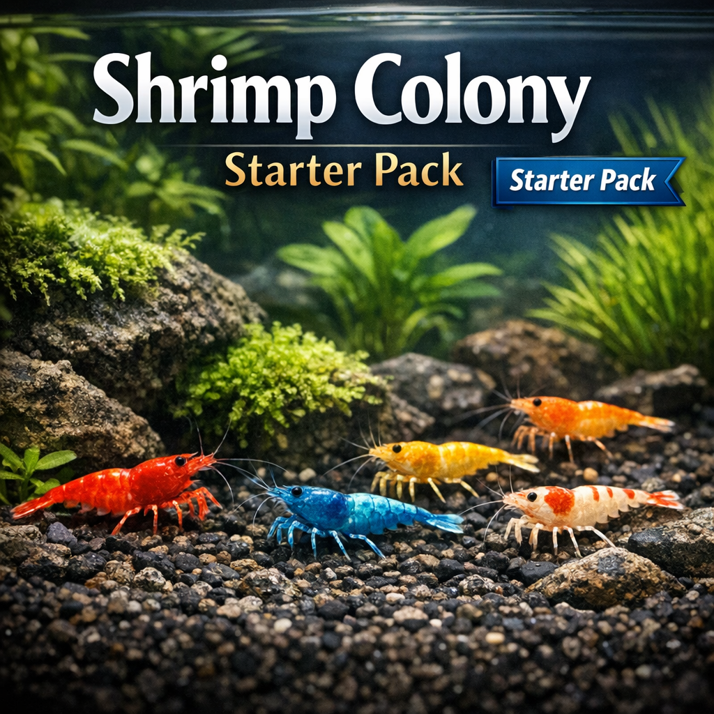 Nano Shrimp Colony Bundle