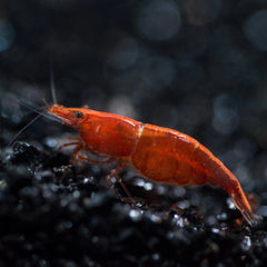 Nano Shrimp Colony Bundle