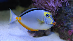 Naso Tang - Small