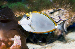Naso Tang - Small
