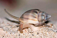 Nassarius Snail - Small