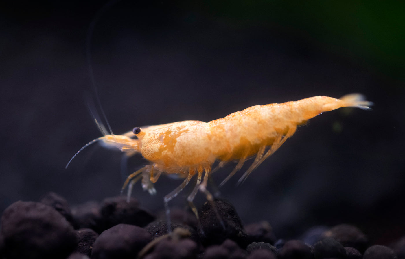 Snow Ball Shrimp