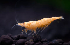 Snow Ball Shrimp