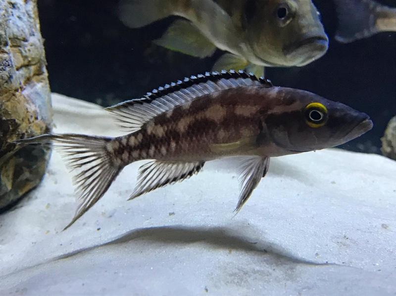 Neolamprologus Buescheri Cichlid