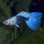 Neon Blue Guppy Male