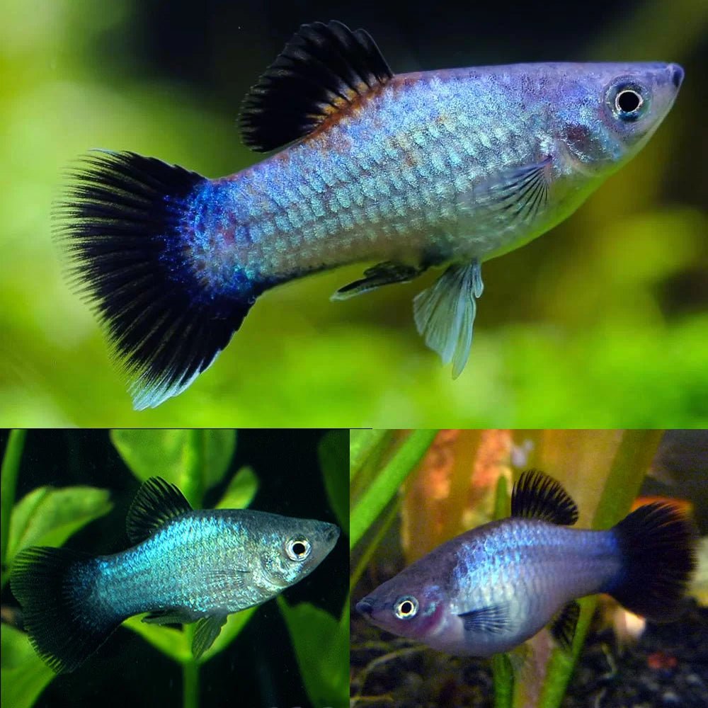 Neon Blue Wag Platy